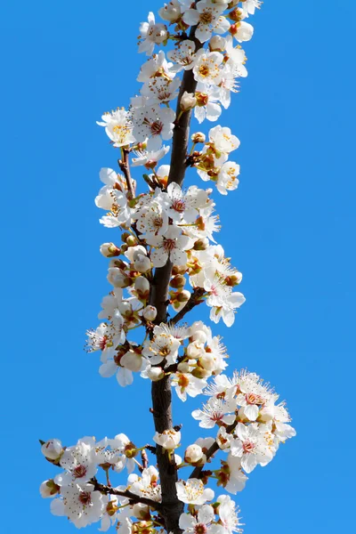 Blooming cherry plum tree in spring — Stock Photo, Image
