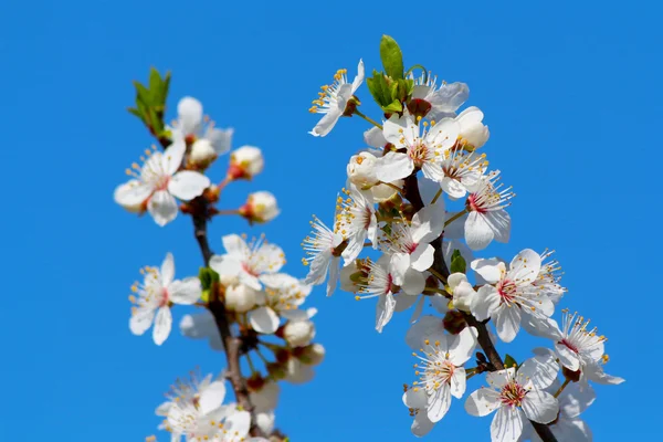 Prunier cerisier en fleurs au printemps — Photo