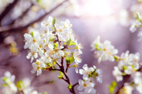 Prunier cerisier en fleurs au printemps — Photo