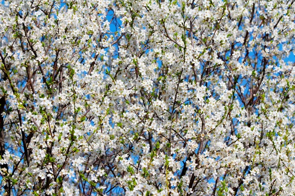 Blooming cherry plum tree in spring