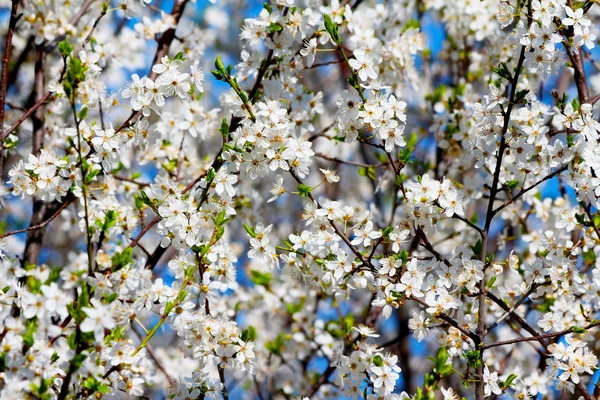 Blühender Kirschpflaumenbaum im Frühling — Stockfoto