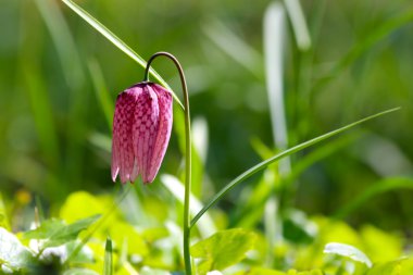 Nesli tehlike altında olan yabani satranç çiçek (Fritillaria destek)