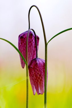 Nesli tehlike altında olan yabani satranç çiçek (Fritillaria destek)