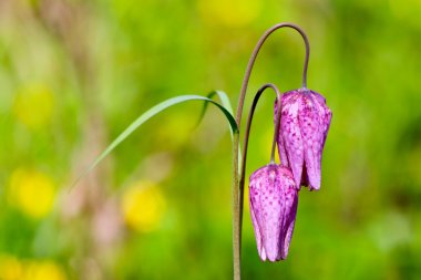 Nesli tehlike altında olan yabani satranç çiçek (Fritillaria destek)