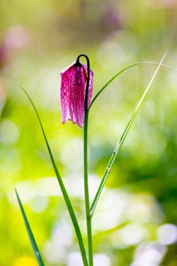 Nesli tehlike altında olan yabani satranç çiçek (Fritillaria destek)