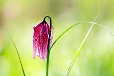 Nesli tehlike altında olan yabani satranç çiçek (Fritillaria destek)