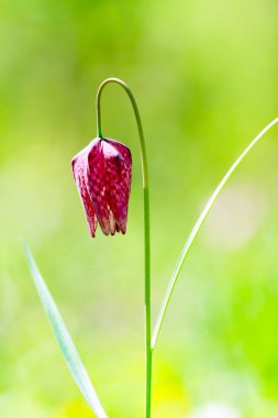 Nesli tehlike altında olan yabani satranç çiçek (Fritillaria destek)
