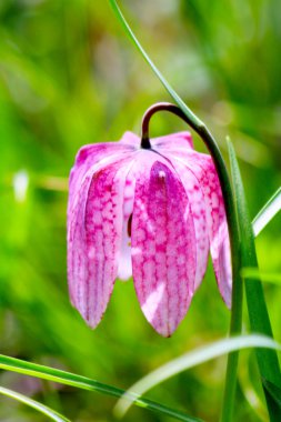 Nesli tehlike altında olan yabani satranç çiçek (Fritillaria destek)