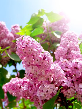 Bahar leylağı çiçekli yeşil dal