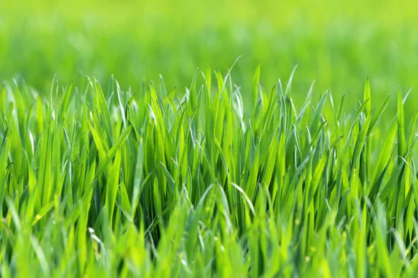 Lente weide met groen gras — Stockfoto