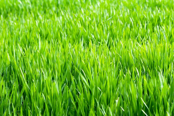 Primavera pradera con hierba verde —  Fotos de Stock
