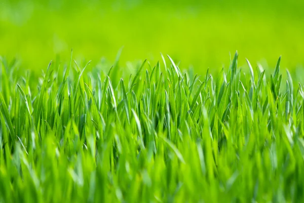 Lente weide met groen gras — Stockfoto