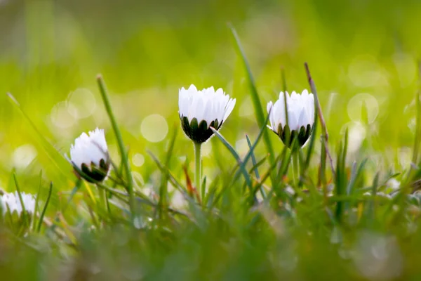 Tiny white spring flowers in the grass — Stock Photo, Image