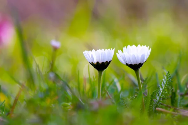 Pequeñas flores blancas de primavera en la hierba —  Fotos de Stock