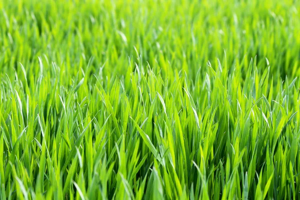 Primavera pradera con hierba verde —  Fotos de Stock