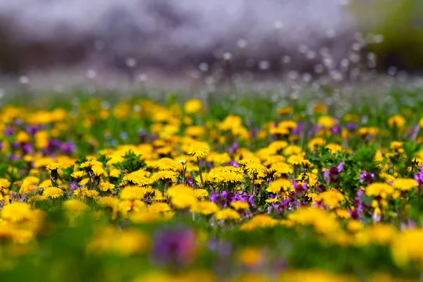 Yeşil alan sarı karahindiba — Stok fotoğraf