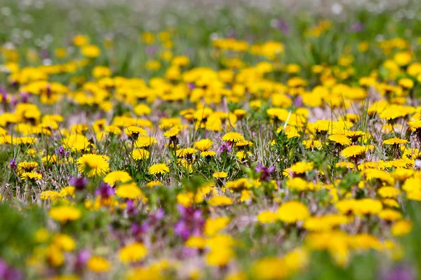 Dandelions amarelos em um campo verde — Fotografia de Stock