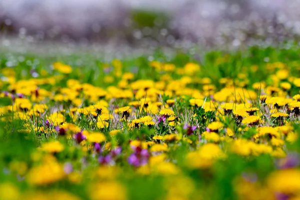 Dandelions amarelos em um campo verde — Fotografia de Stock