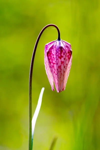 Zagrożonych dziki kwiat szachy (Fritillaria meleagris) — Zdjęcie stockowe