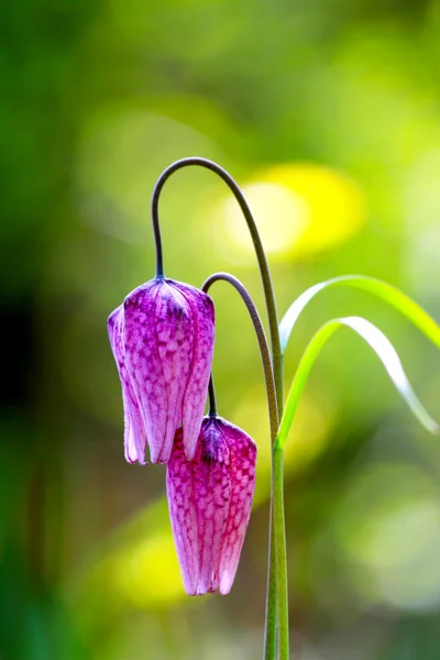 En voie de disparition fleur d'échecs sauvage (Fritillaria meleagris ) — Photo