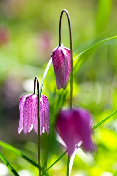 Zagrożonych dziki kwiat szachy (Fritillaria meleagris) — Zdjęcie stockowe