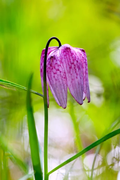 Endangered wild Chess Flower (Fritillaria meleagris) — Stock Photo, Image