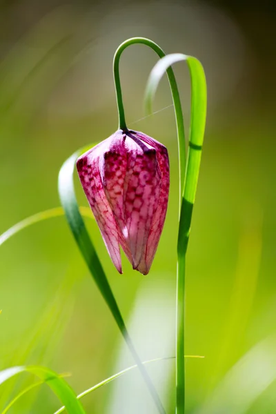 Flor de xadrez selvagem ameaçada (Fritillaria meleagris ) — Fotografia de Stock