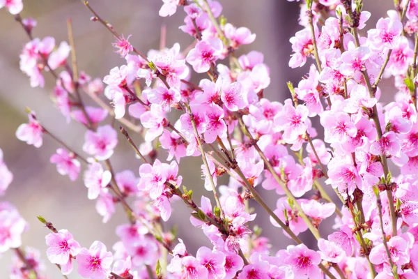 Fleurs de pêche sur fond rose — Photo