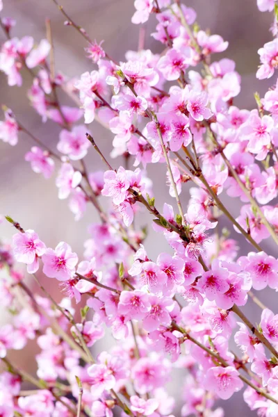 Flor de flor de pêssego no fundo rosa — Fotografia de Stock