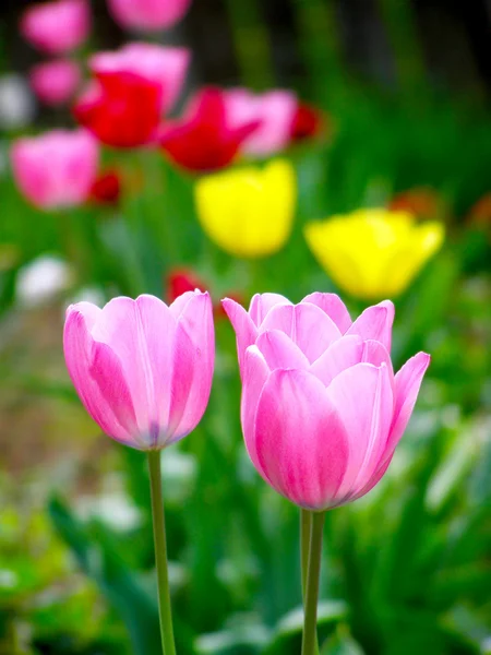 Bonitas tulipas coloridas no jardim — Fotografia de Stock