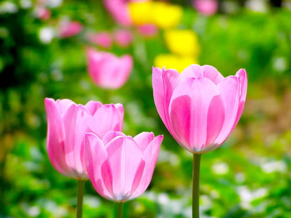 Bonitas tulipas coloridas no jardim — Fotografia de Stock