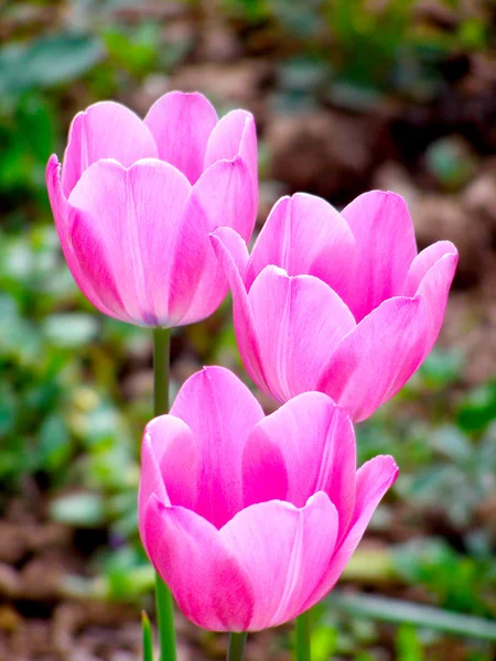 Bonitas tulipas coloridas no jardim — Fotografia de Stock