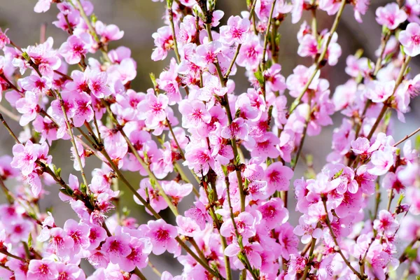 ピンクの背景の上に桃の花咲く ストック写真