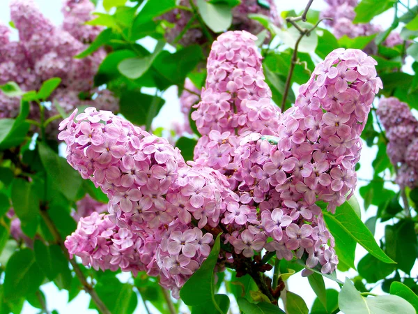Зеленая ветка с весенними лиловыми цветами Стоковое Фото