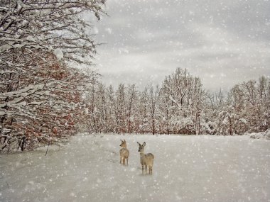 yaşlanma kış fotoğrafçılık