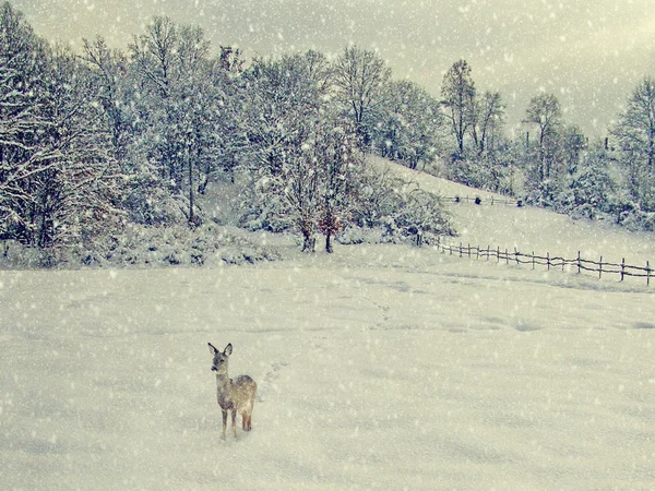 Invecchiamento fotografia invernale — Foto Stock