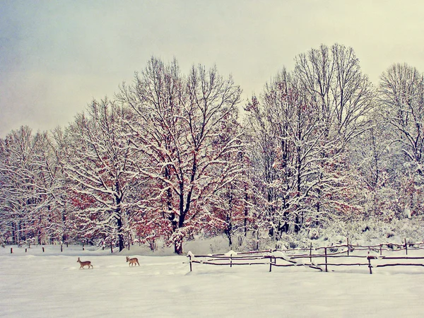 Envelhecimento fotos de inverno — Fotografia de Stock