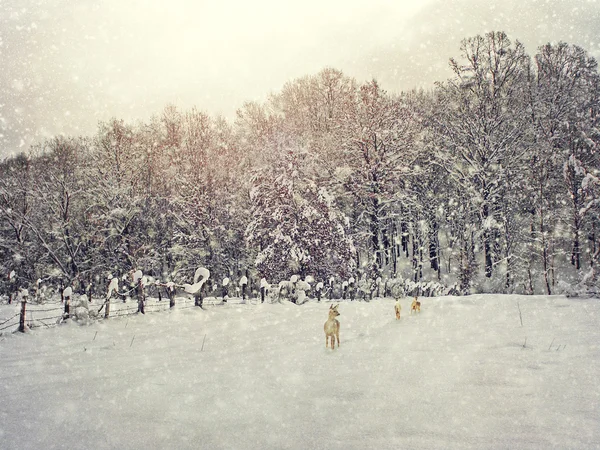 Winterfotografie im Wandel — Stockfoto