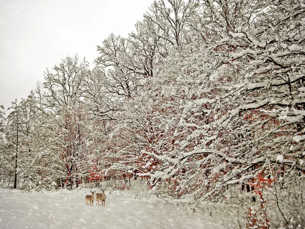 Veroudering winter fotografie — Stockfoto
