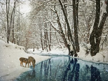 yaşlanma kış fotoğrafçılık