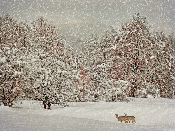 Envejecimiento fotografía de invierno — Foto de Stock