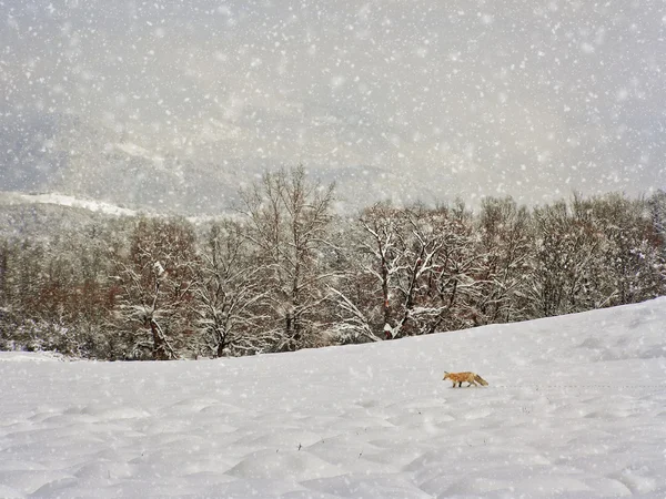 Winterfotografie im Wandel — Stockfoto