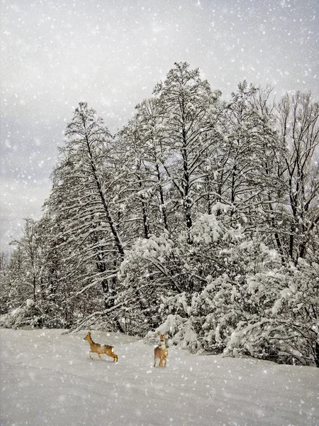 Veroudering winter fotografie — Stockfoto