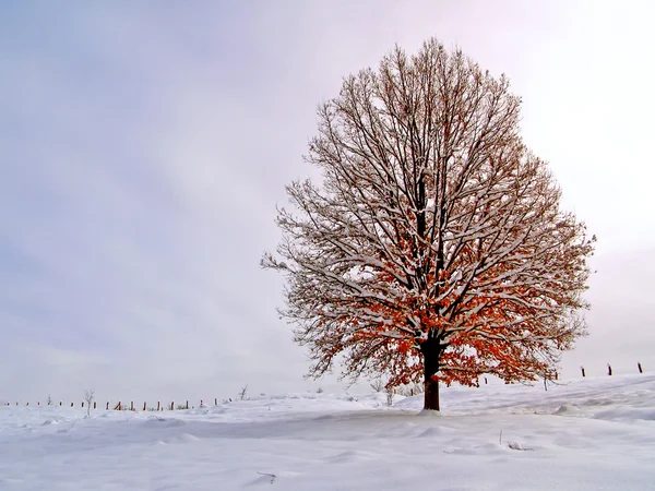 Winterfotografie — Stockfoto