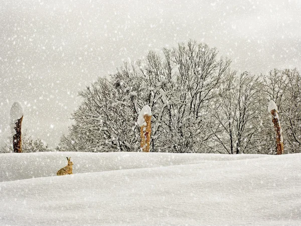 Winterfotografie im Wandel — Stockfoto