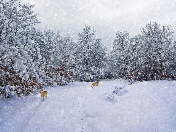 Envejecimiento fotografía de invierno —  Fotos de Stock