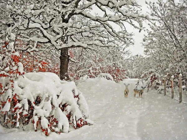 Åldrande winter photography — Stockfoto