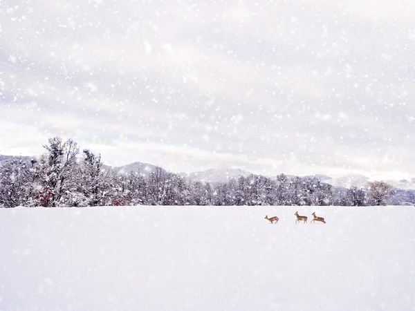 Envejecimiento fotografía de invierno — Foto de Stock