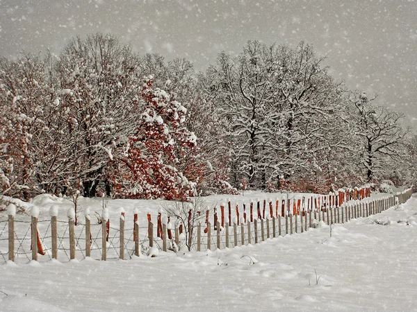 Åldrande winter photography — Stockfoto