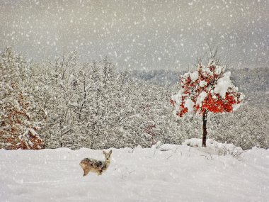 yaşlanma kış fotoğrafçılık